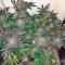 Семена сорта Kush-N-Cheese fem