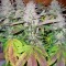 Семена сорта Smile fem (Kannabia Seed Company)