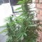 Семена сорта White Siberian fem (Dinafem Seeds)
