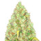 Микс семян конопли Indica Mix fem (Herbies Seeds)