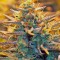Семена сорта Jack 47 Auto fem (Sweet Seeds)