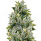 Семена сорта Iceberg fem (Anesia Seeds)