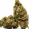 Семена сорта Cannatonic reg (Resin Seeds)
