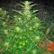 Семена сорта Critical Mass CBD fem