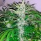 Семена сорта Kali Mist reg (Serious Seeds)