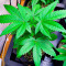 Семена конопли сорта White Widow