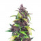 Семена сорта Auto Blackberry Kush fem (Dutch Passion)