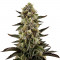 Семена сорта White Widow fem (Dinafem Seeds)