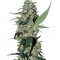 Семена сорта Green Poison fem (Sweet Seeds)