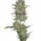 Семена сорта Jack 47 Auto fem (Sweet Seeds)