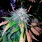 Семена сорта Alpujarrena fem (Pyramid Seeds)