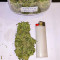 Семена сорта Auto Mimosa Punch fem (Dutch Passion)