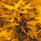 Семена сорта Auto Super Hash fem (Pyramid Seeds)