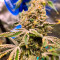 Семена сорта Brain Stroke Auto fem (High Speed ​​Buds)