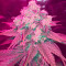 Семена сорта Canadian Kush 2.0 fem