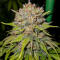 Семена сорта Gagarin Haze fem (Семяныч)