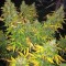 Семена сорта Grand Heft Auto fem (Dr. Krippling Seeds)