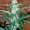 Семена конопли Moby Dick XXL Autoflowering fem