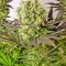 Семена сорта Motavation fem (Serious Seeds)