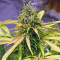 Семена конопли Super Glue (Anesia Seeds)