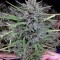 Семена сорта Purple #1 fem (Dutch Passion)
