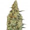 Семена сорта New's Haze fem
