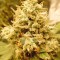 Семена сорта Blue Kripple fem (Dr. Krippling Seeds)