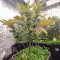 Семена сорта Blueberry fem (Dutch Passion)
