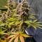 Семена сорта Bruce Banner × Pineapple (7CH Seeds & Cali Buds Seeds)