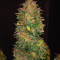 Семена сорта CBD Auto White Widow fem (Dutch Passion)