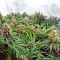 Семена марихуаны CBD Kush 