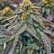 Семена сорта Easy Runtz Autoflower fem (Easy Grow Seeds)