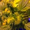 Семена сорта Flowerbomb Kush fem (Strain Hunters)