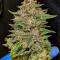 Семена сорта Ghost Chem OG Autoflower fem (Seedkeepers)