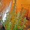 Семена сорта Ice reg (Nirvana Seeds)