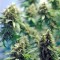 Семена сорта New York Power Diesel fem (Nirvana Seeds)