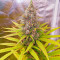 Семена сорта Papaya Zoap F1 Fast Version fem (Sweet Seeds)
