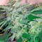 Семена сорта Papaya reg