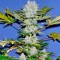 Семена сорта Power Skunk Max Auto fem