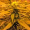 Семена сорта Sweet Deep Grapefruit fem