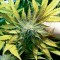 Семена сорта Thai Fantasy Max Auto fem