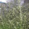 Семена сорта Trainwreck reg (Humboldt Seeds)