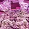 Семена сорта White Widow fem (Dinafem Seeds)