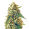 Семена сорта Afghanica fem (Anesia Seeds)