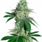 Семена сорта Canadian Kush 2.0 fem