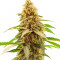 Семена сорта Cherry Pie fem (Advanced Seeds)