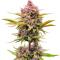 Семена сорта Strawberry Gorilla Auto RF3 fem (FastBuds)
