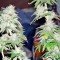 Семена сорта Afghan Kush X Yumbolt fem (World of Seeds)