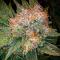 Семена сорта Durban Poison Auto fem (Семяныч)