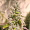 Семена сорта Gorilla Cookies Fast fem (High Speed ​​Buds)